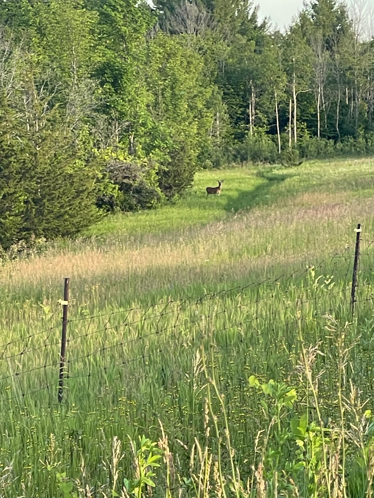 A deer standing at the edge of a hayfield along a fence line in rural Trent Hills